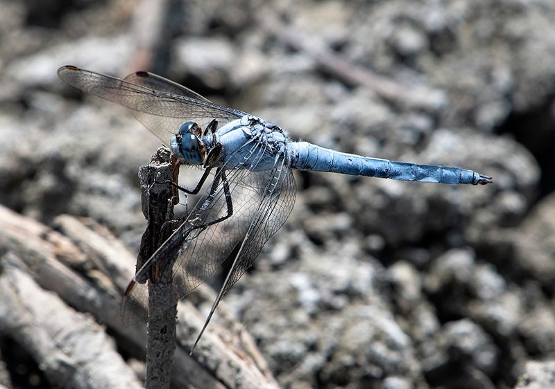 Orthetrum brunneum  - Alessandro Francolini