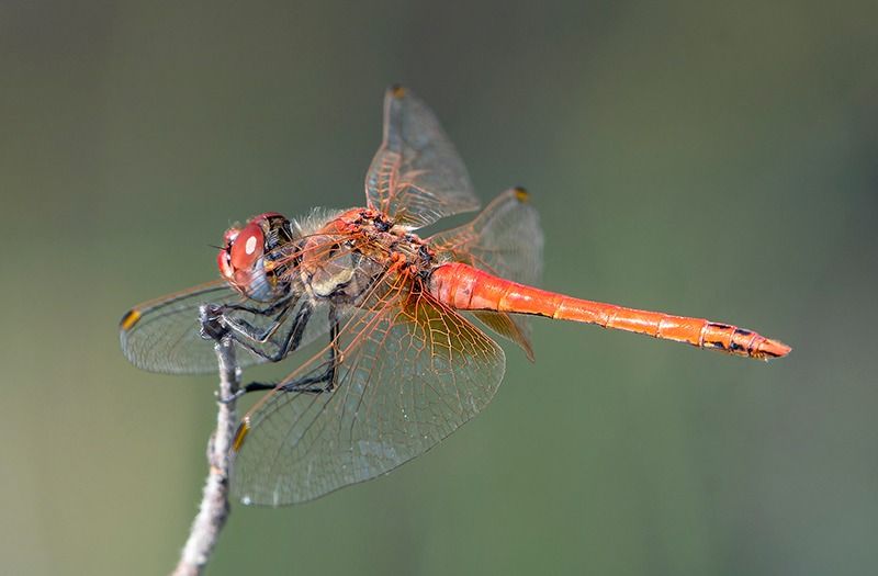 Sympetrum fonscolombii  - Alessandro Francolini