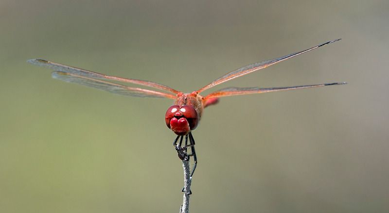 Sympetrum fonscolombii  - Alessandro Francolini