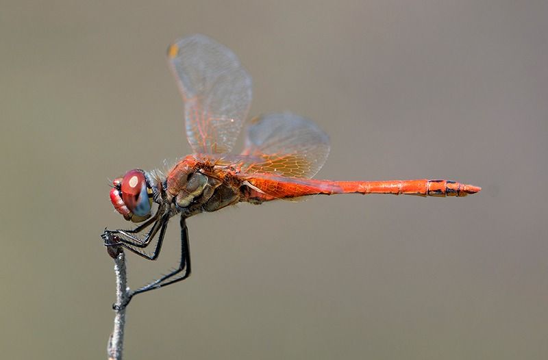 Sympetrum fonscolombii  - Alessandro Francolini