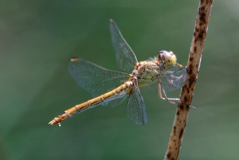 Sympetrum meridionale  - Alessandro Francolini