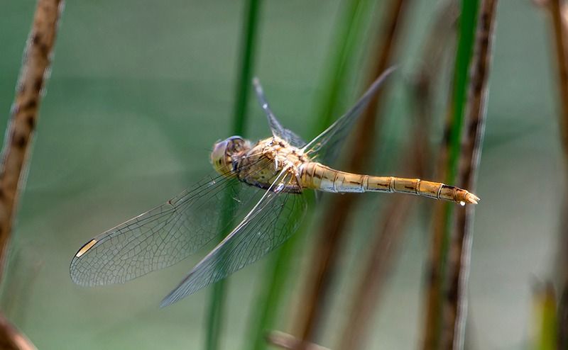 Sympetrum meridionale  - Alessandro Francolini