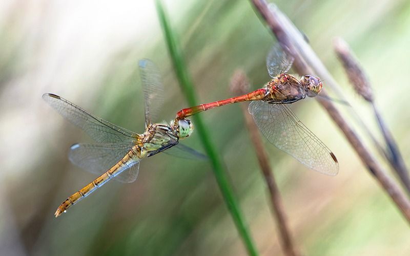 Sympetrum meridionale  - Alessandro Francolini