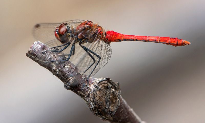 Sympetrum sanguineum  - Alessandro Francolini