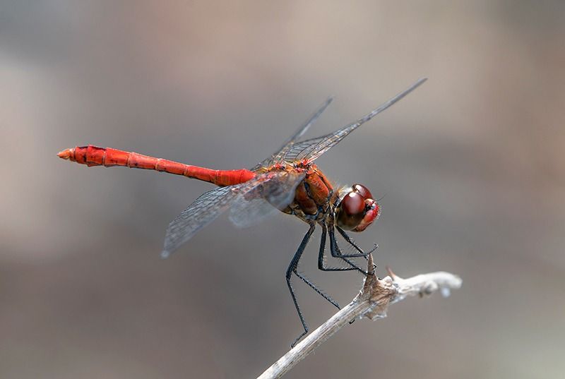 Sympetrum sanguineum  - Alessandro Francolini