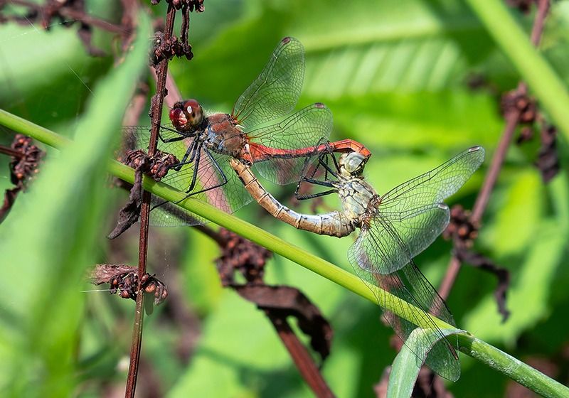 Sympetrum sanguineum  - Alessandro Francolini