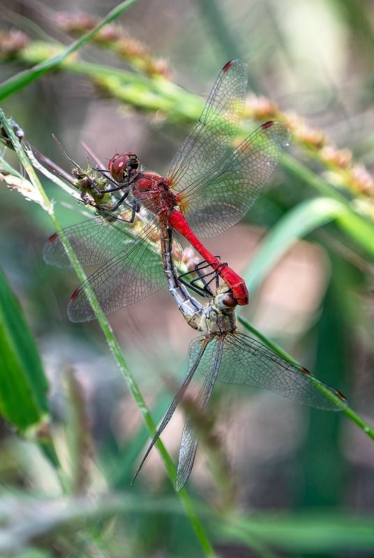 Sympetrum sanguineum  - Alessandro Francolini
