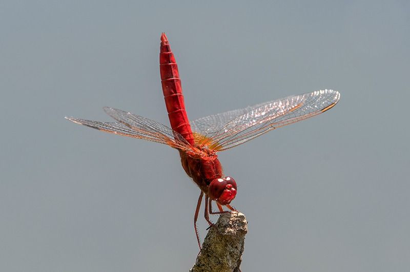 Crocothemis erythraea  - Alessandro Francolini