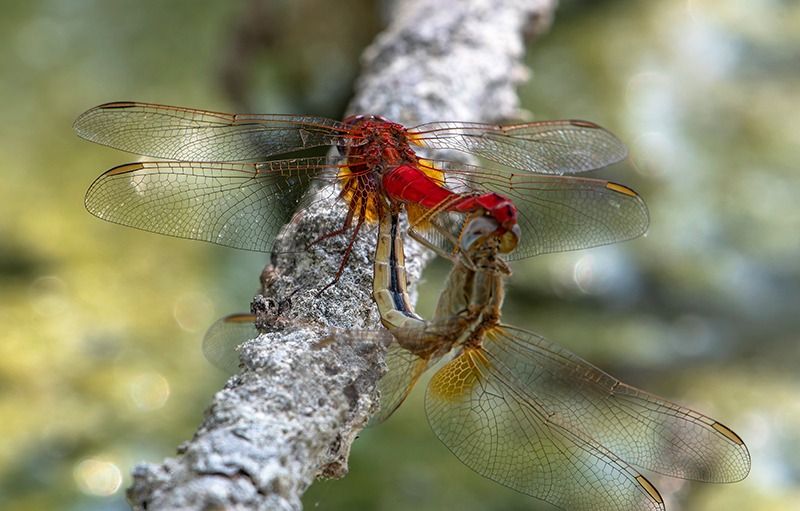 Crocothemis erythraea  - Alessandro Francolini