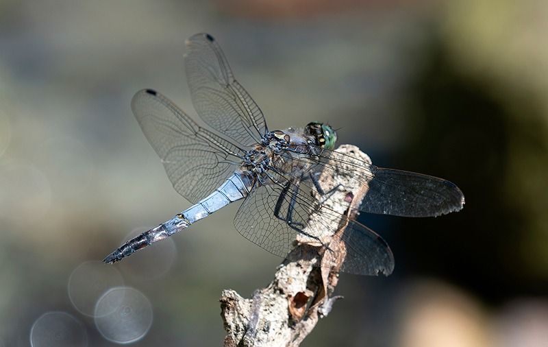 Orthetrum cancellatum  - Alessandro Francolini