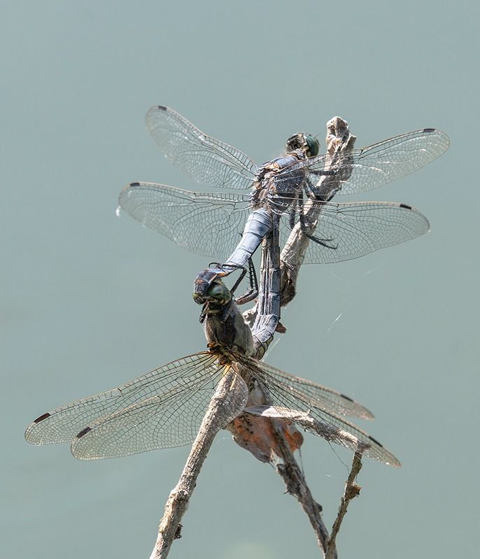 Orthetrum cancellatum  - Alessandro Francolini