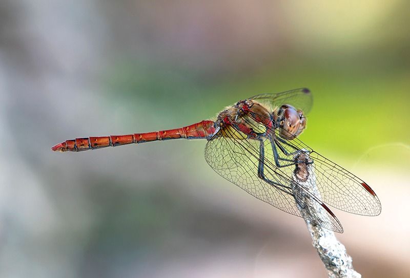 Sympetrum striolatum  - Alessandro Francolini