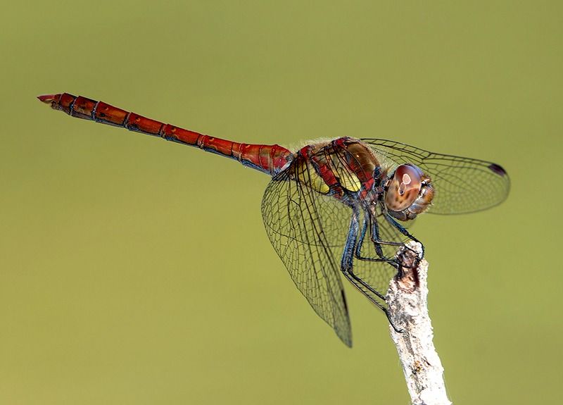 Sympetrum striolatum  - Alessandro Francolini