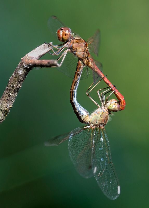Sympetrum meridionale  - Alessandro Francolini