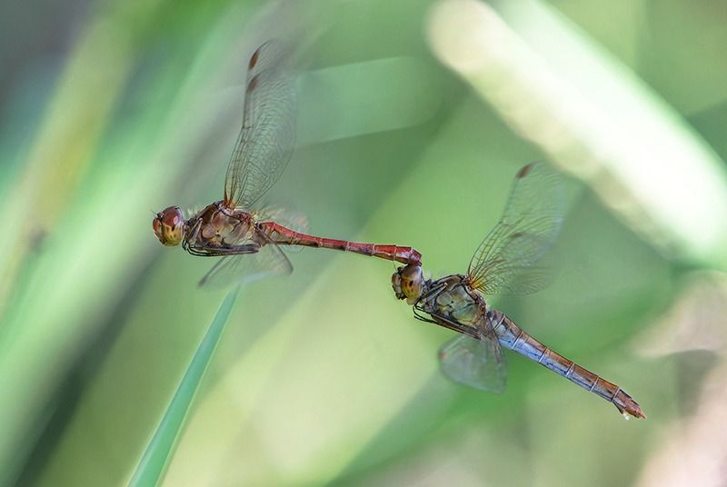 Sympetrum meridionale  - Alessandro Francolini