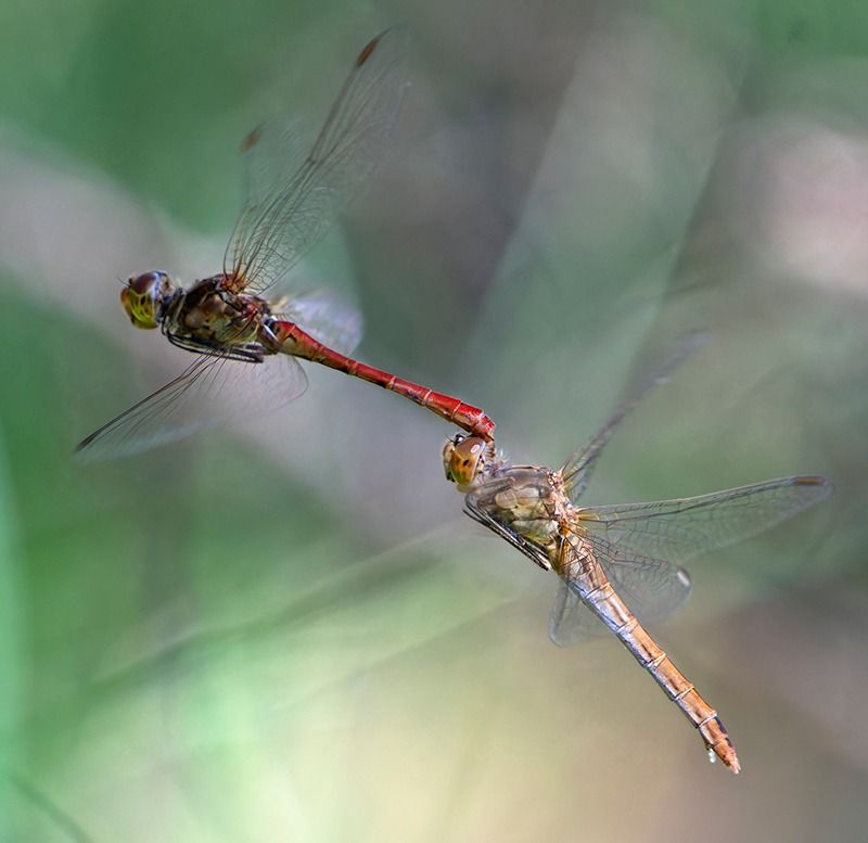 Sympetrum meridionale  - Alessandro Francolini