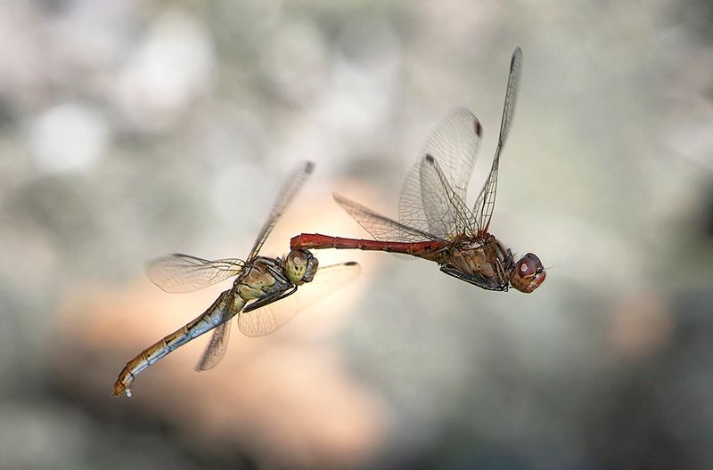 Sympetrum meridionale  - Alessandro Francolini