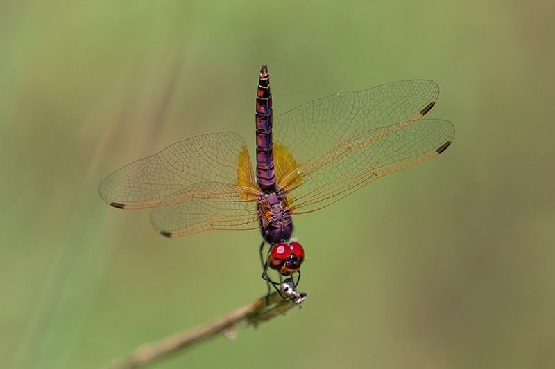 Trithemis annulata  - Alessandro Francolini
