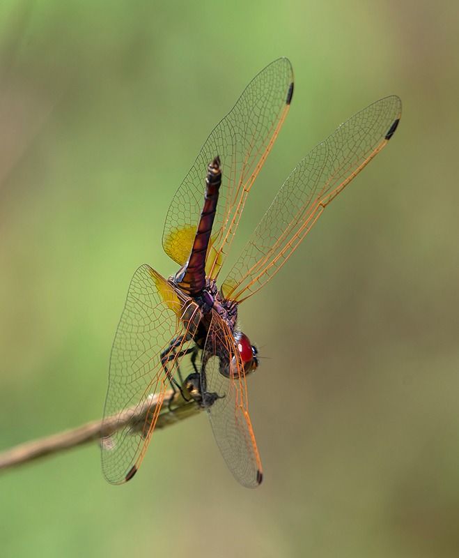 Trithemis annulata  - Alessandro Francolini