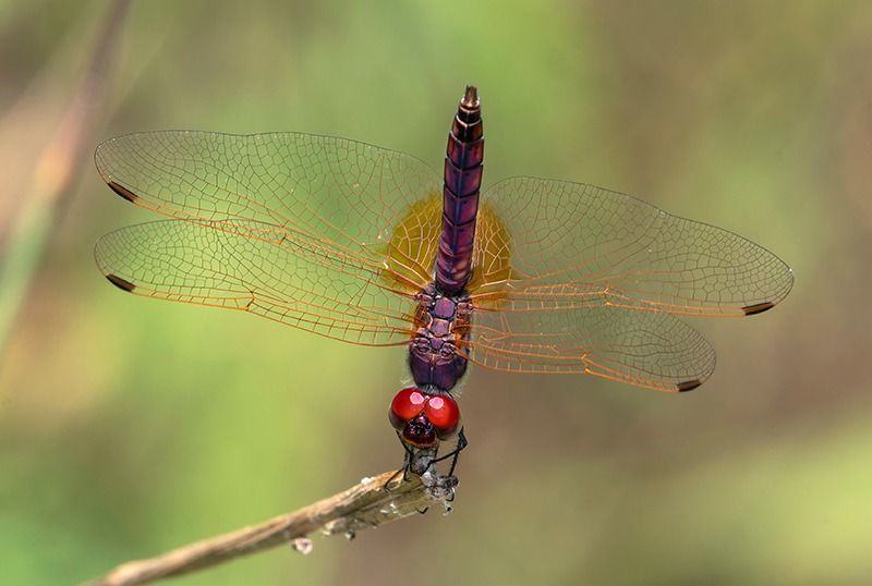 Trithemis annulata  - Alessandro Francolini