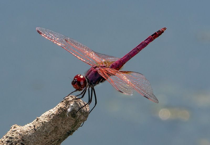 Trithemis annulata  - Alessandro Francolini