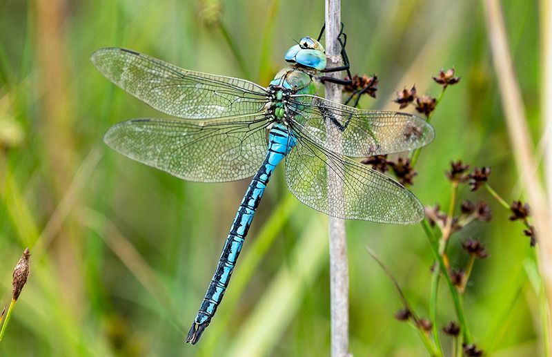 Anax imperator  - Alessandro Francolini