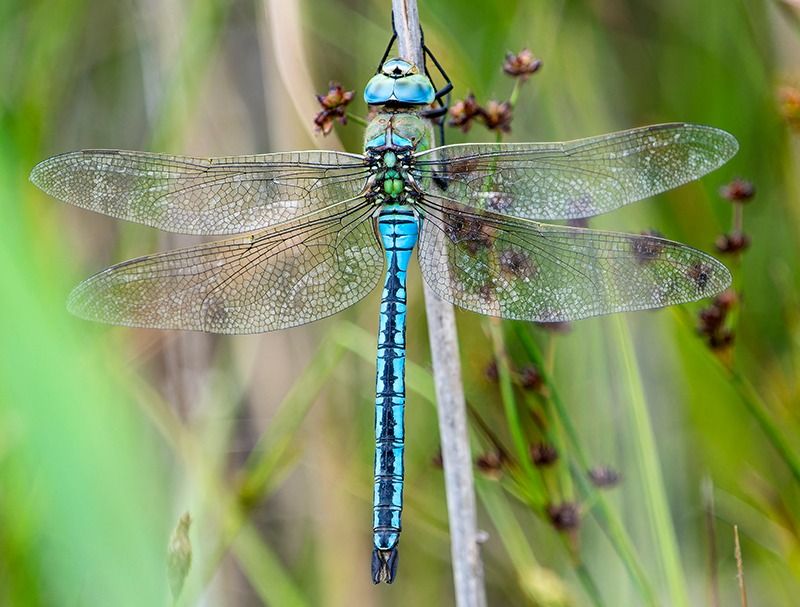 Anax imperator  - Alessandro Francolini