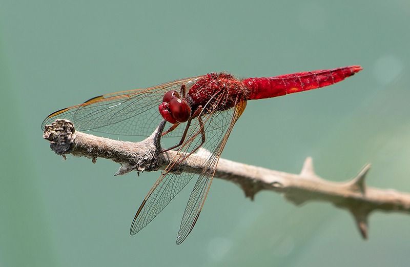 Crocothemis erythraea  - Alessandro Francolini