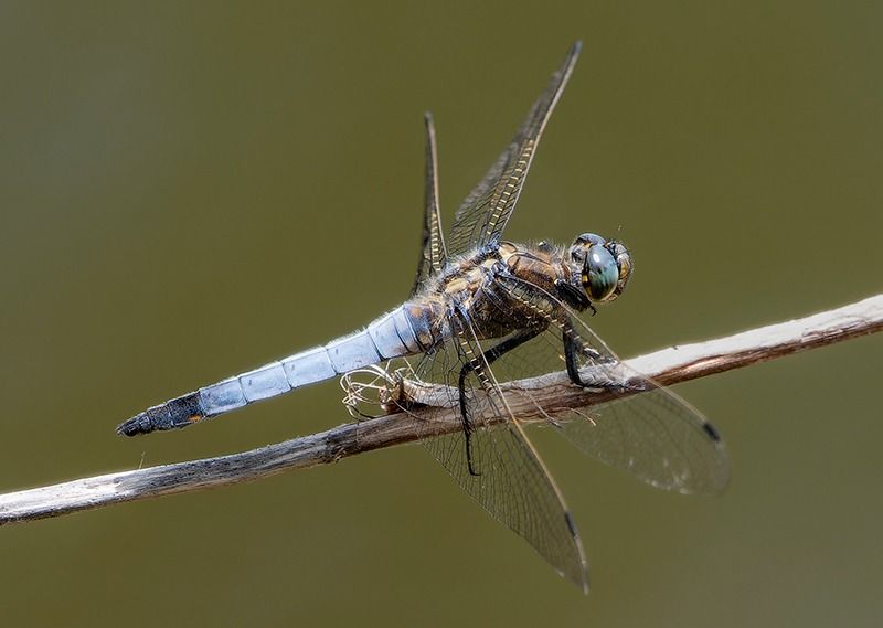 Orthetrum cancellatum  - Alessandro Francolini