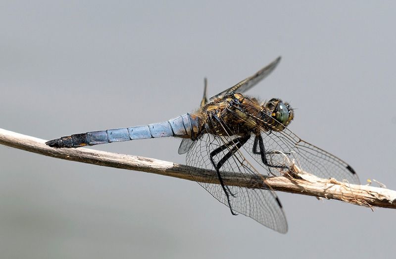 Orthetrum cancellatum  - Alessandro Francolini