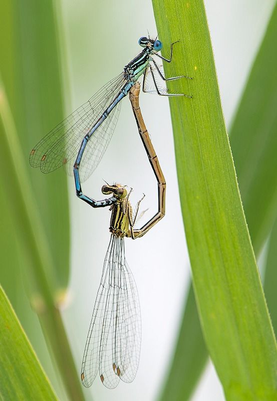 Platycnemis pennipes  - Alessandro Francolini