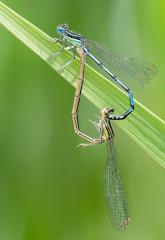 Platycnemis pennipes  - Alessandro Francolini
