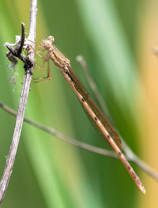 Sympecma fusca  - Alessandro Francolini