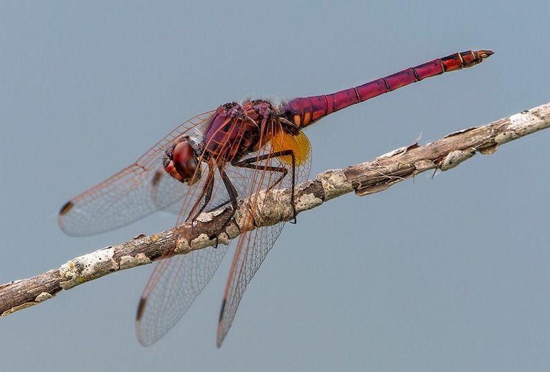 Trithemis annulata  - Alessandro Francolini