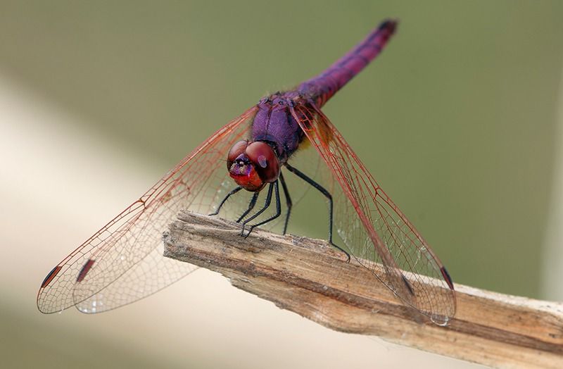 Trithemis annulata  - Alessandro Francolini