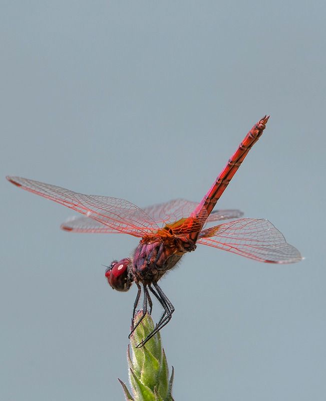 Trithemis annulata  - Alessandro Francolini