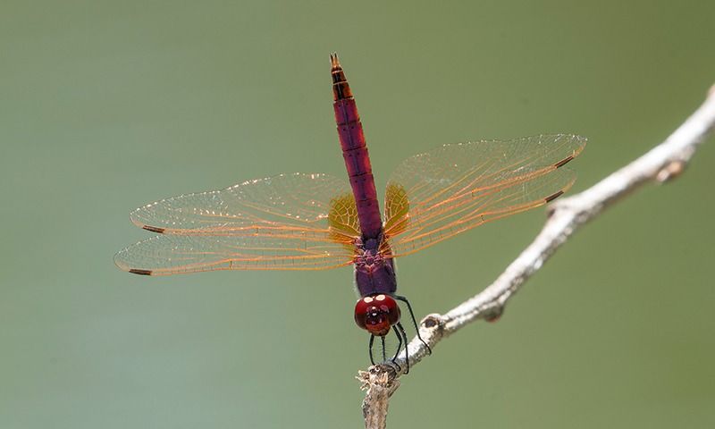 Trithemis annulata  - Alessandro Francolini