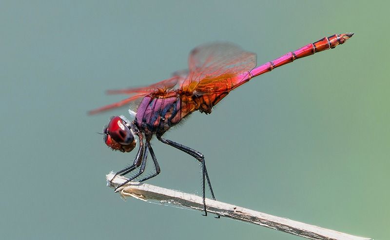 Trithemis annulata  - Alessandro Francolini