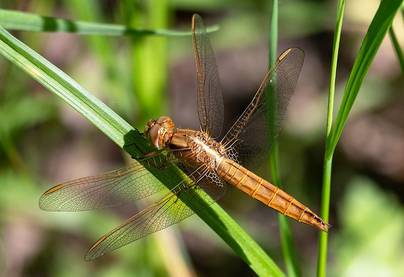 Crocothemis erythraea  - Alessandro Francolini