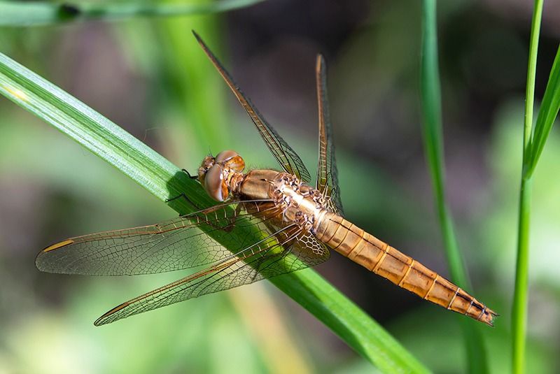 Crocothemis erythraea  - Alessandro Francolini