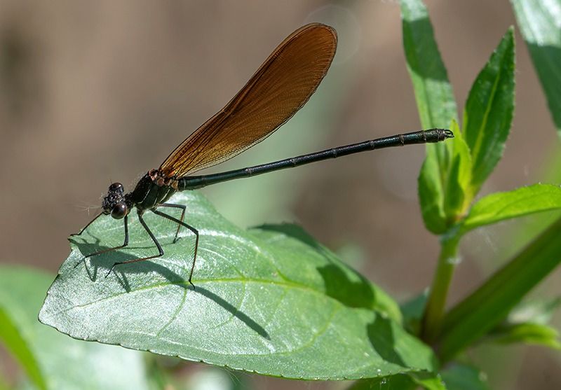 Calopteryx haemorrhoidalis  - Alessandro Francolini