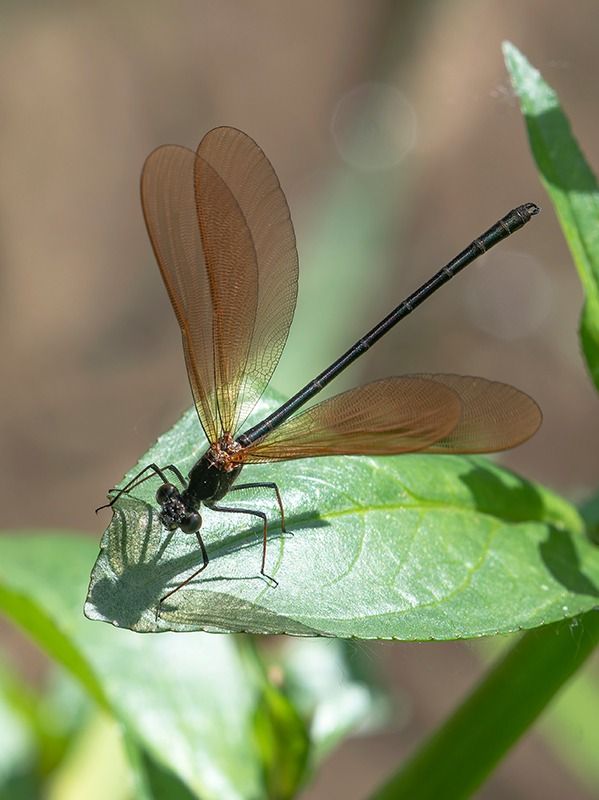 Calopteryx haemorrhoidalis  - Alessandro Francolini