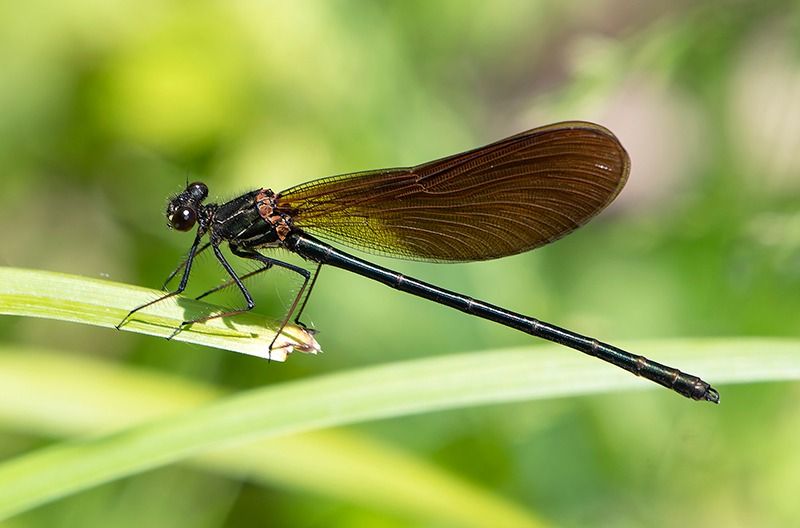 Calopteryx haemorrhoidalis  - Alessandro Francolini