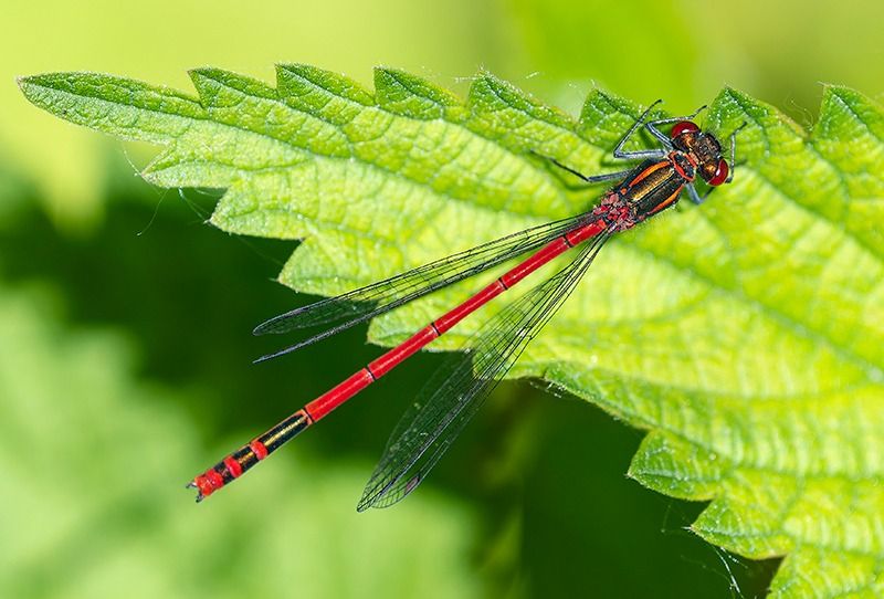 Pyrrhosoma nymphula  - Alessandro Francolini