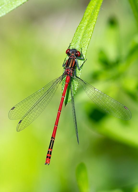 Pyrrhosoma nymphula  - Alessandro Francolini