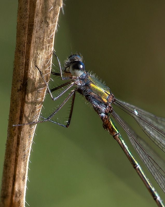 Lestes virens  - Alessandro Francolini