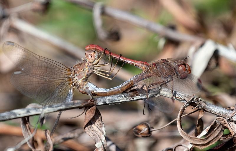 Sympetrum meridionale  - Alessandro Francolini