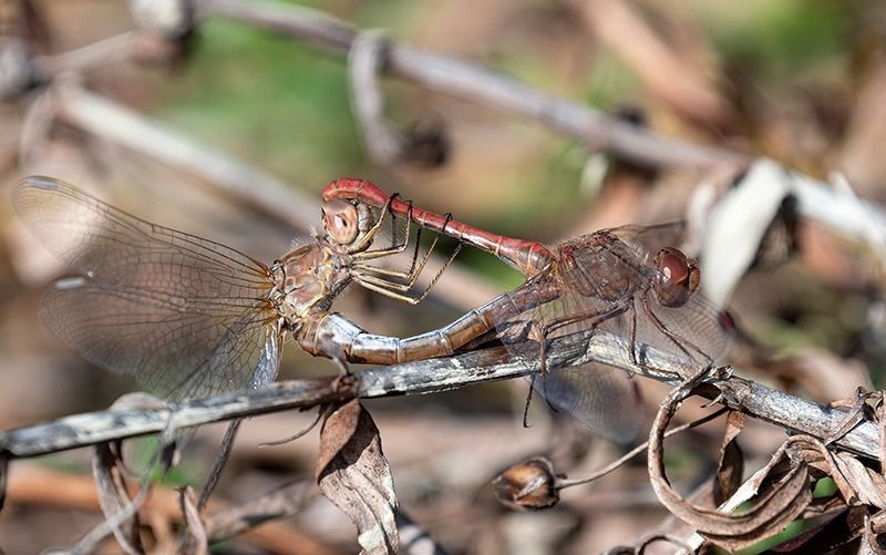 Sympetrum meridionale  - Alessandro Francolini