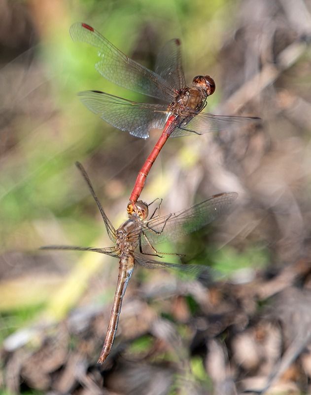 Sympetrum meridionale  - Alessandro Francolini