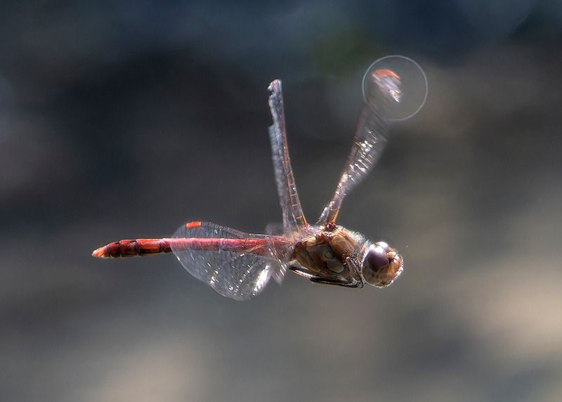 Sympetrum striolatum  - Alessandro Francolini